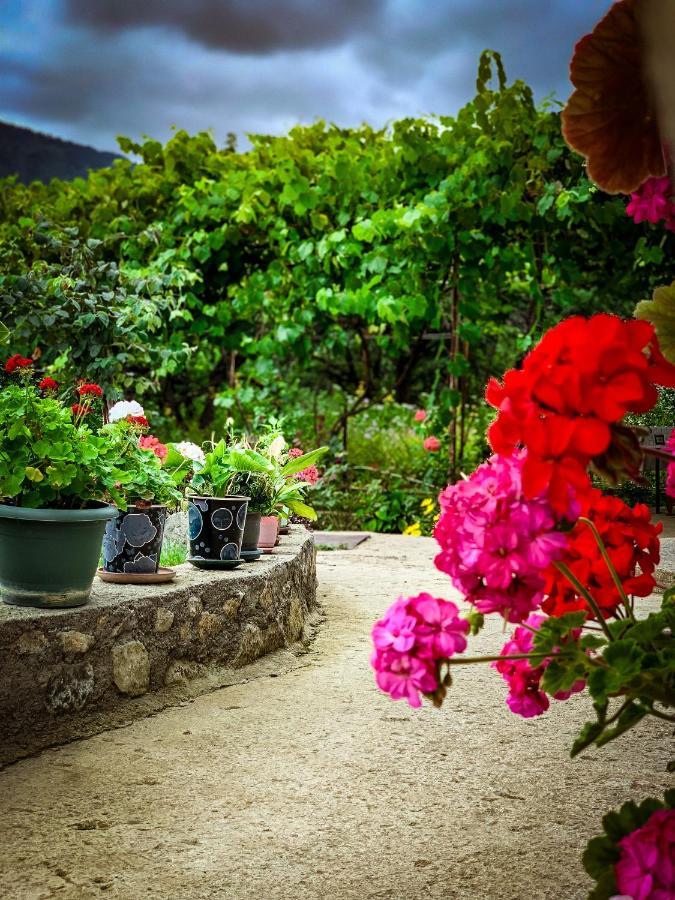 Family Hotel Mountain Panorama Borjomi Bagian luar foto